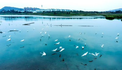 郧阳区：生态湿地 白鹭翱翔