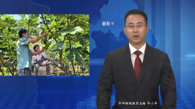 【乡村振兴新画卷】城关镇翻山堰村：无花果丰收采摘忙