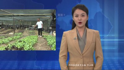 【乡村振兴新画卷】白浪镇：荒山种出“致富药”  撂荒地变“金土地”