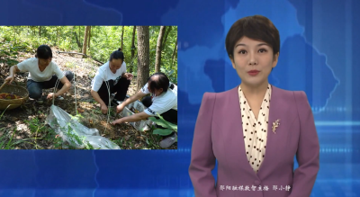 【林下经济点“绿”成“金”】郧阳区：林下经济为乡村振兴增添绿色动能