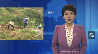 周家坪村：油橄榄林下套种 “一地两收”促增收