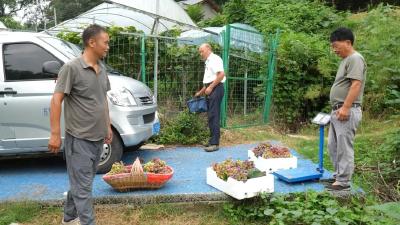 乡村振兴新画卷 | 洞耳河村：藤缀珠玑香满园 丰收画卷引客来​