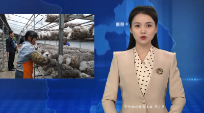 青龙泉社区：抢抓农时 全面启动秋栽菇种植