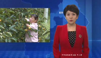 南化塘镇：金秋柿子红 群众迎增收