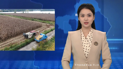 郧阳区：积极应对阴雨天气 机械化助力28万亩玉米抢收