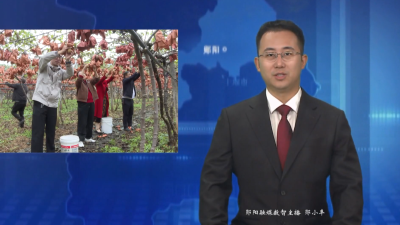 【乡村振兴新农人】朱进安：猕猴桃园种出“致富果”