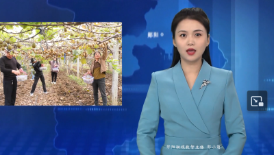 【好山好水育优品】白桑关镇柏营村：猕猴桃喜获丰收 果香满园富农家