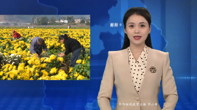 【乡村振兴新画卷】五峰乡：花海踏秋观菊韵 车间轰鸣加工忙