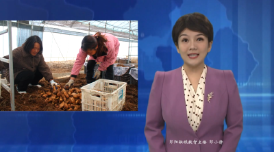 【林下经济点“绿”成“金”】大柳乡：天麻丰收采挖忙 特色产业绘新景