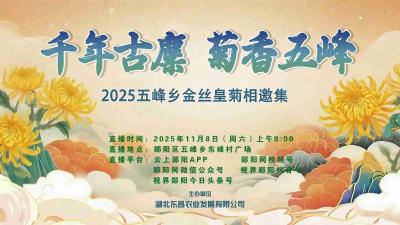千年古麇 菊香五峰 2025五峰乡金丝皇菊相邀集