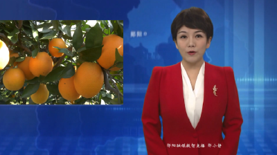 【好山好水育优品】郧阳区青曲镇：江畔橙香溢 果农喜丰收