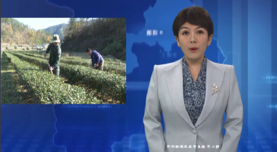 【共建“六无”和美乡村】白桑关镇：创“六无”乡镇 建绿色家园