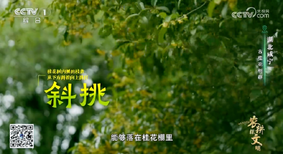 央视《农耕探文明》聚焦咸宁桂花 千年桂韵绽放品牌力量