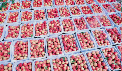 “智慧桃”结出“共富果” | “枣阳皇桃”奏响生态富民的“田园乐章”