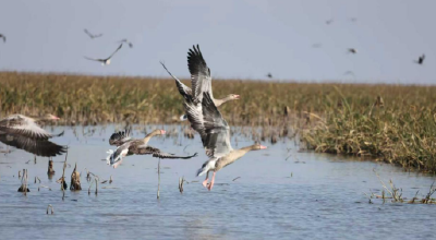 万里迁徙，有“证”可寻——从候鸟环志看洪湖湿地生态转变