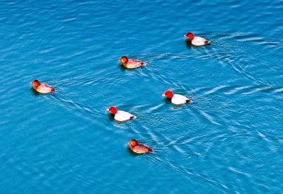 青头红头潜鸭相聚郧阳湖国家湿地公园