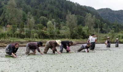 绿水青山育珍馐 ——利川莼菜的生态重生与富民路