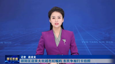 郧阳区迎来大批越冬红嘴鸥 市民争相打卡拍照