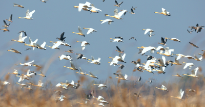 洪湖新生：书写“一切天成”的绿色答卷