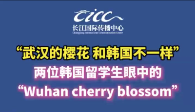 世界赏樱地图正在被改写：这座中国城市，成了老外心中“性价比之王”！