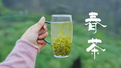 湖北郧阳：春风十里茶飘香 又是一年采茶忙