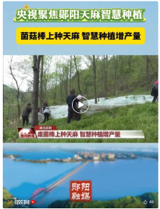 废菌棒“种”出金疙瘩！郧阳这波操作登上央视