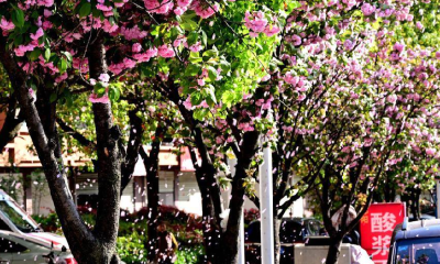 郧阳区：落“樱”缤纷春光美