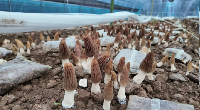 日采500斤！郧阳这个菌菇小镇，夯爆了~