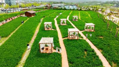 不负春光人气旺，郧阳景区人人人从众