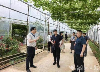 郧阳区茶店镇人大：问计产业促增收 践行护水担使命