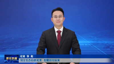 汉江生态日趋完美   苍鹭回归安家