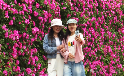 花墙揽清风，桑葚赴甜约！郧阳的“五一”刚刚好