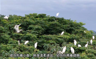 郧阳区茶店镇：日暮鹭归 江岸染金