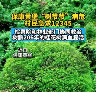 关注世界环境日 | 一棵古桂树的“重生记”