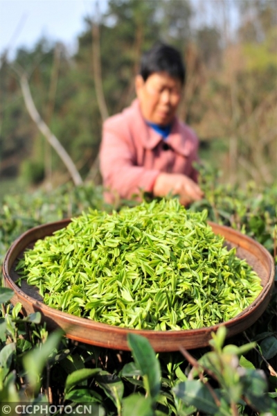 三峡库区春茶开采