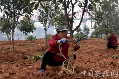 干群植树忙 码头穿新装 夷陵筑牢三峡坝区“绿屏障”