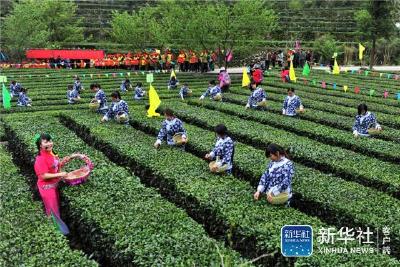 新华社：夷陵茶乡民歌韵飞扬 茶园竞技采茶忙