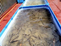 二十四万尾鱼放流黄柏河 保护母亲河水质