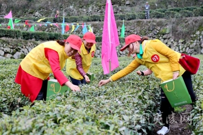 雾渡河新型农民培育暨春茶开园活动亮点纷呈