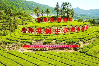 国际商报：三峡茶谷·邓村茶遗产公园正式开园
