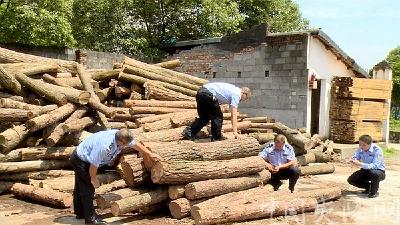夷陵森林公安：管住斧头留住山头 打造全国天保工程资源管护示范区