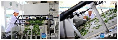 新华社客户端：“洗头茶”工艺改写茶叶加工不清洗历史
