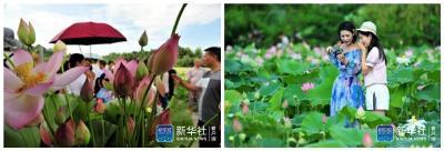 新华社客户端：夏日荷韵“醉”游人