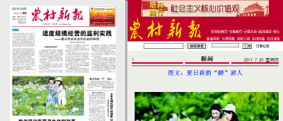 农村新报：夏日荷韵“醉”游人