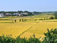 鸦鹊岭镇“四轮”驱动 农业供给侧改革插上腾飞翅膀