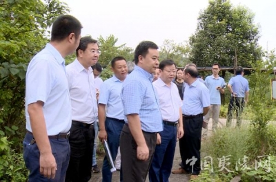卢军调研夷陵区运河生态保护治理工作