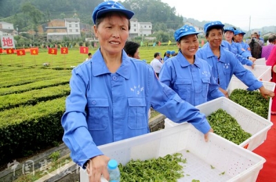 夷陵区组织茶农开展技能大比拼 提升茶叶机械化水平和采摘水平