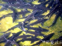 鸦鹊岭镇“四轮”驱动 农业供给侧改革插上腾飞翅膀