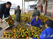 鸦鹊岭镇“四轮”驱动 农业供给侧改革插上腾飞翅膀
