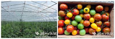 湖北日报网：夷陵区打造宜昌最大西红柿基地